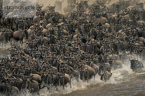 Blue wildebeest cross river in huge numbers