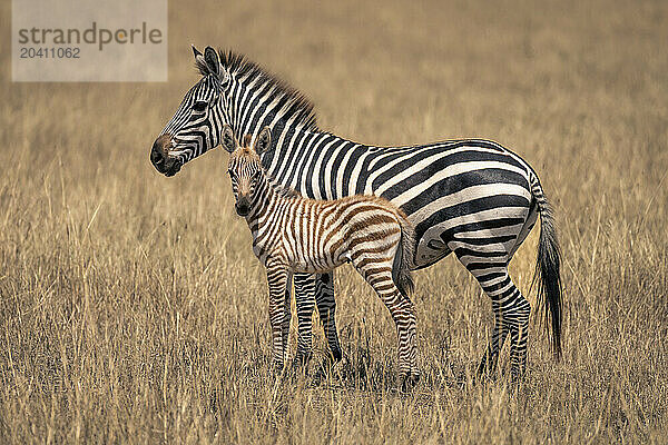 Female plains zebra stands beside young foal