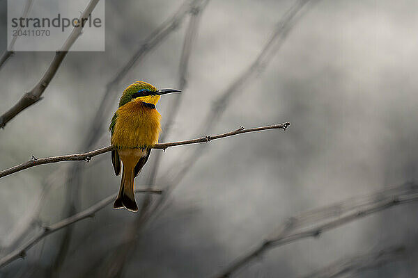 Little bee-eater on thin branch in profile