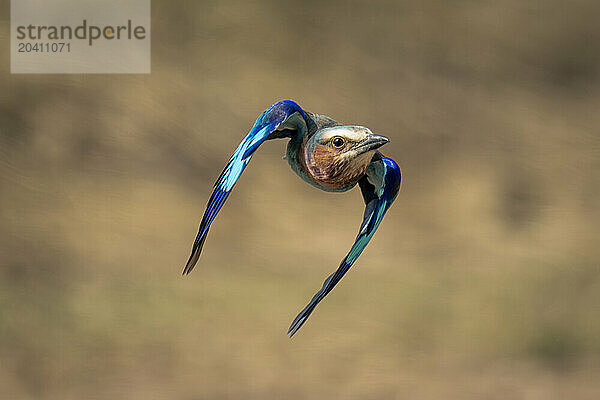 Lilac-breasted roller flies over savannah lowering wings