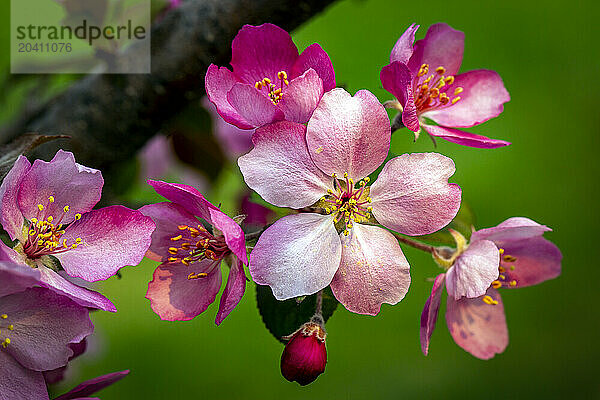 Close up of pink apple blossoms