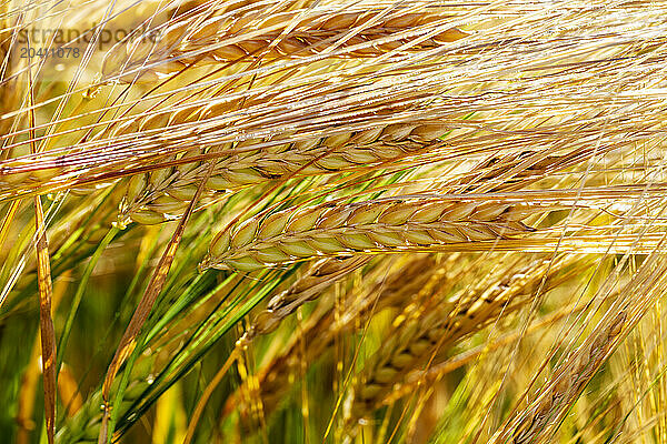 Close up of ripening barley heads