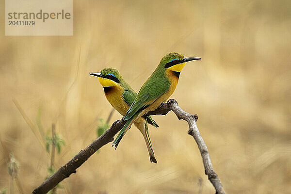 Two little bee-eaters face in opposite directions