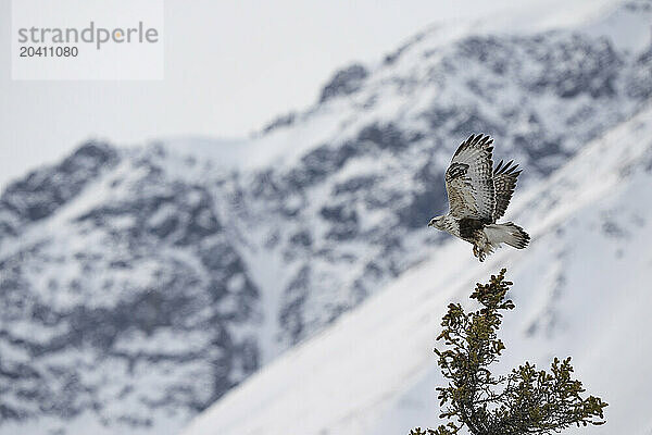 Rough-legged hawk (Buteo lagopus)