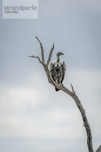 Ruppell vulture turns head on dead branch