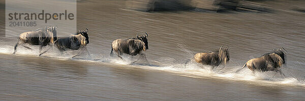 Slow pan panorama of blue wildebeest crossing