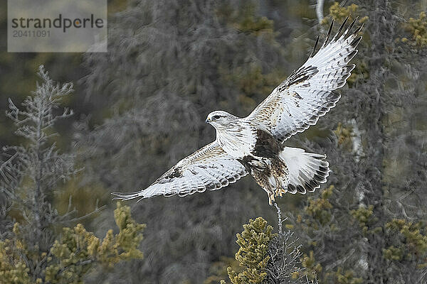 Rough-legged hawk (Buteo lagopus)