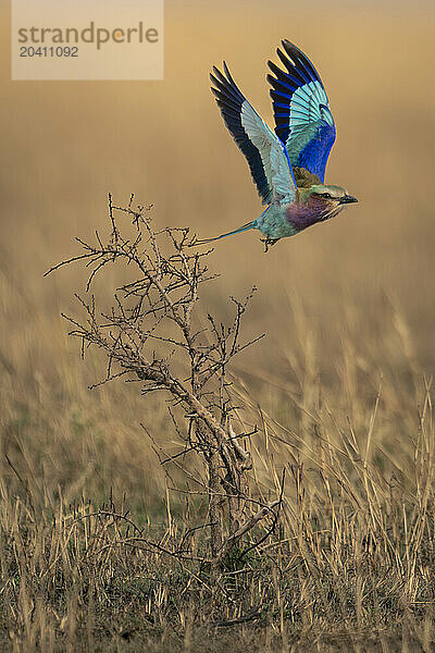 Lilac-breasted roller leaves dead bush lifting wings