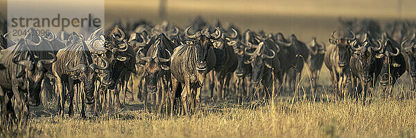 Panorama of blue wildebeest walking across savannah