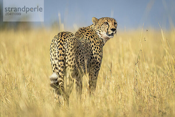 Cheetah stands in long grass looking round