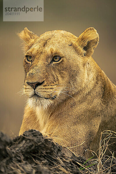 Close-up of lioness lying beside muddy bank