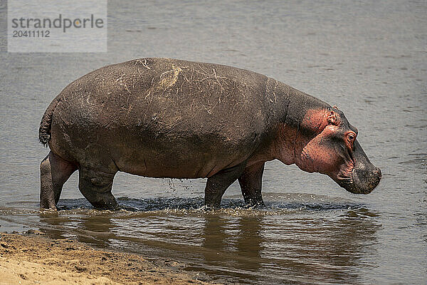 Common hippopotamus stands in shallows in sunshine