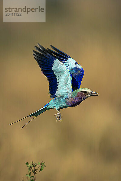 Lilac-breasted roller taking off from leafy twig