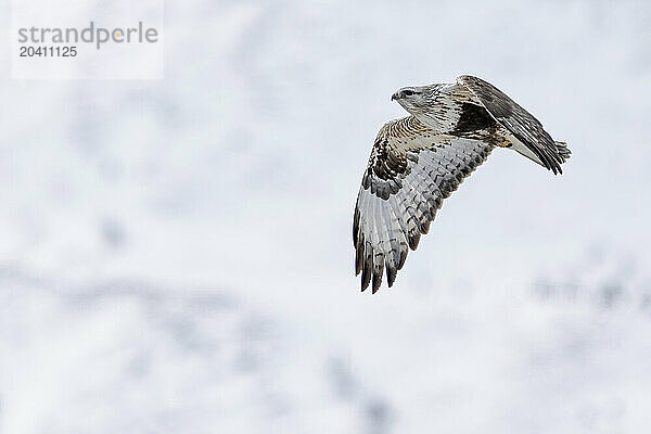 Rough-legged hawk (Buteo lagopus)