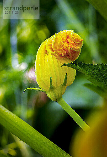 Close up of a flowering zucchini blossom not fully opened