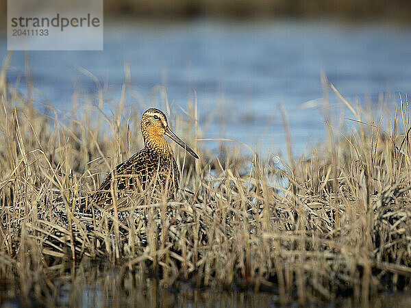 A short-billed dowitcher pauses in an estuary in Southcentral Alaska's Susitna Flats in May. Dowitchers and many other shorebird species use the flats as a stopover - or as a nesting destination - during the spring migration.