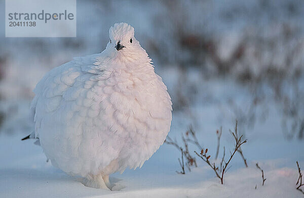 Ptarmigan in the snow  Churchill  Manitoba