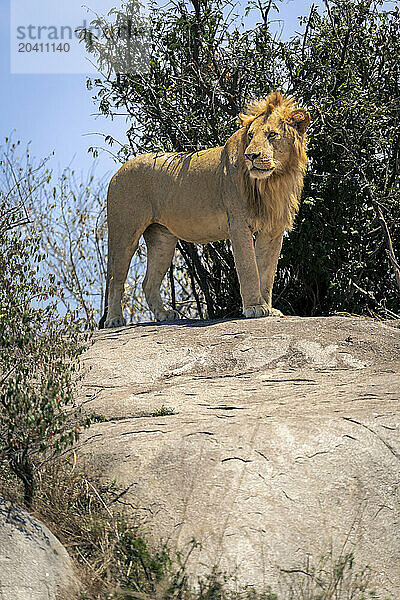 Male lion stands on rock looking round