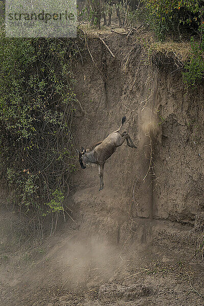 A blue wildebeest jumps off a cliff near a leafy bush. It has a brown coat  and its head and the tip of its tail are black. Shot with a Sony ?1 and a 600mm lens in Serengeti National Park  Tanzania  in September 2023.
ISO 640  600mm  f/8  1/1000  -1 EV