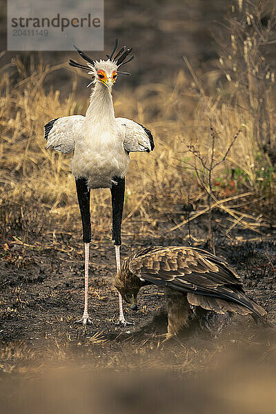 Secretary bird and tawny eagle with kill