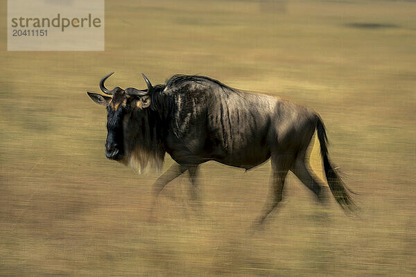 Slow pan of blue wildebeest crossing grass