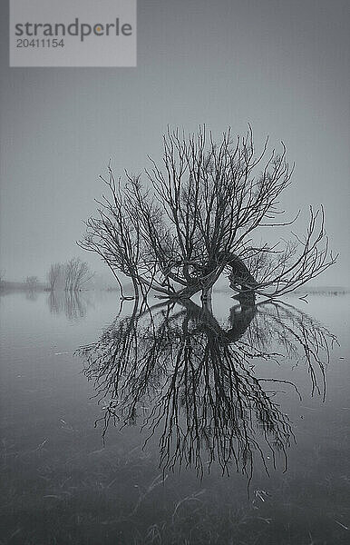 Detail of old willow tree in flooded field near Wicken Fen  Cambridgeshire  England  UK.