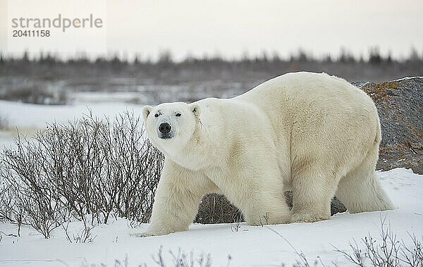 Polar bears in the snow  Churchill Manitoba