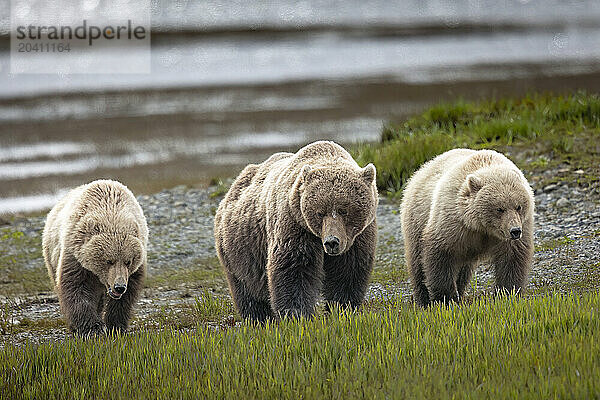 A sow brown bear  Ursus arctos  and her yearling cubs patrol the sedge flats near McNeil River  Alaska. Brown bears gather in the area each spring and early summer to feed heavily on nutritious sedges prior to the arrival of local salmon runs.