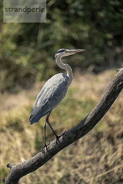 Grey heron in profile on diagonal branch