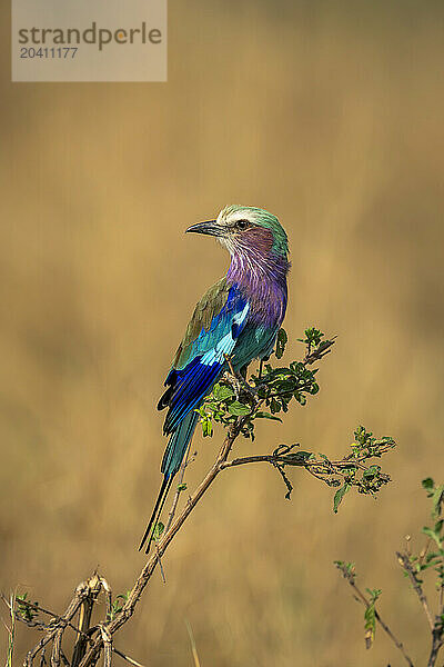 Lilac-breasted roller on leafy twig turning head