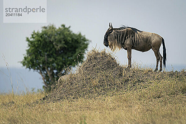 Blue wildebeest stands on mound in profile