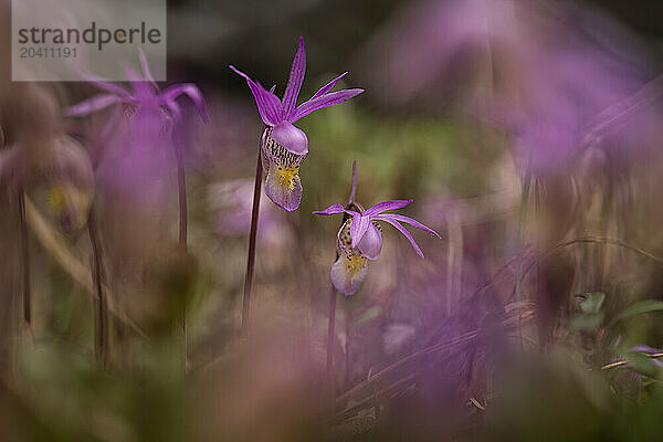 Fairy slipper
Calypso bulbosa