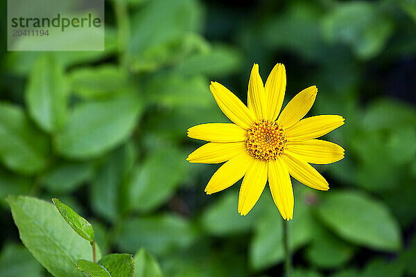 Close up of yellow flowering asterid against a green background of leaves