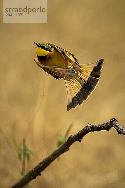 Little bee-eater takes off from curved branch