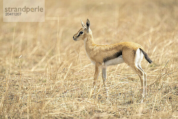 Baby Thomson gazelle stands in tall grass