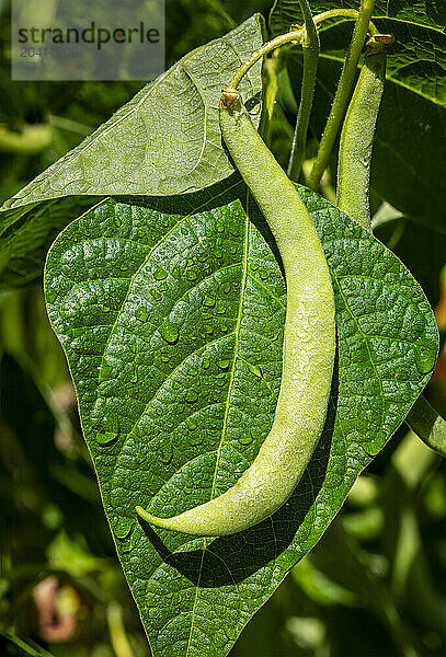 Close up of a green bean against a large bean leaf on the plant in a garden