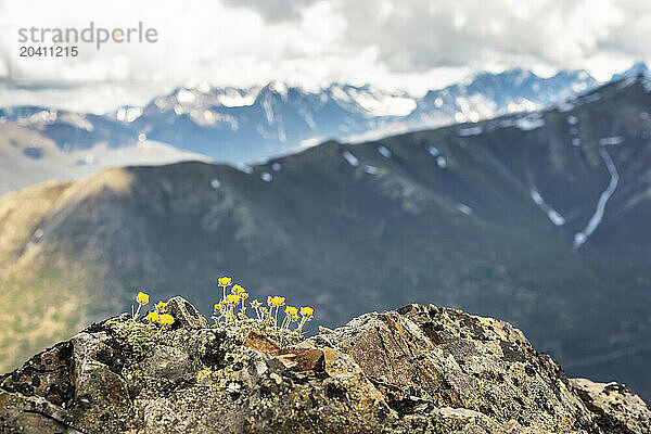 Yellow wild flowers growing on the rocks  and mountains in the background.