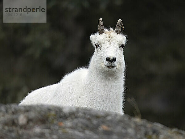 A Dall sheep ewe  Ovis dalli dalli  in thick winter pelage gazes at the viewer in this image taken along Turnagain Arm south of Anchorage.