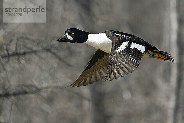 Barrow's goldeneye (Bucephala islandica)
Flying