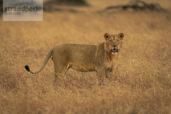 Male lion stands in grass watching camera