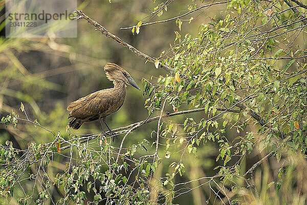 Hamerkop lifts head on branch watching camera