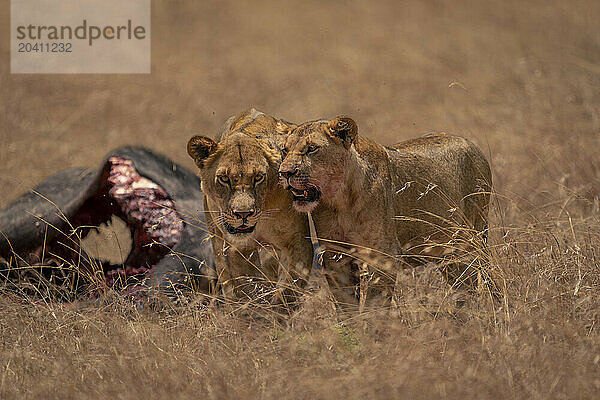 Male lion and lioness stand by kill