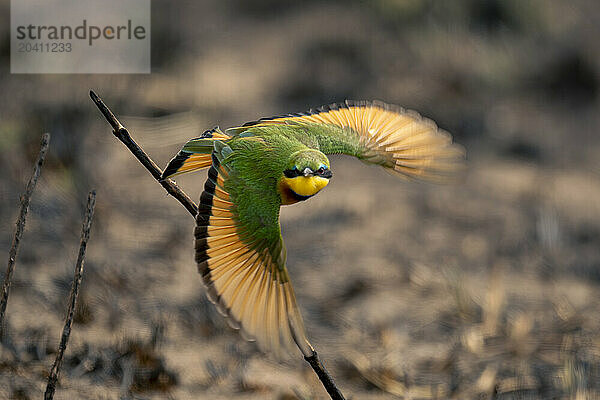 Little bee-eater flies towards camera from branch