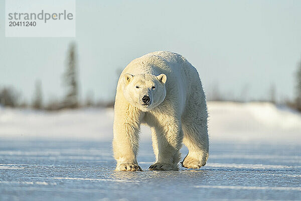 Polar bears in the snow  Churchill Manitoba