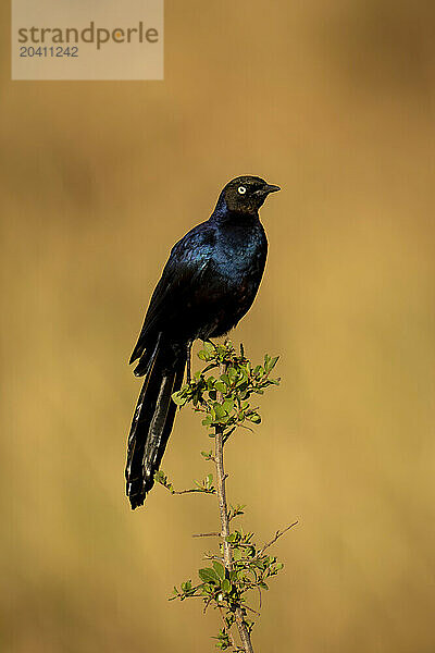 Purple starling watches camera from thorny branch