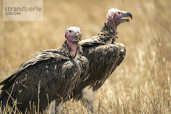 Close-up of two lappet-faced vultures on grass