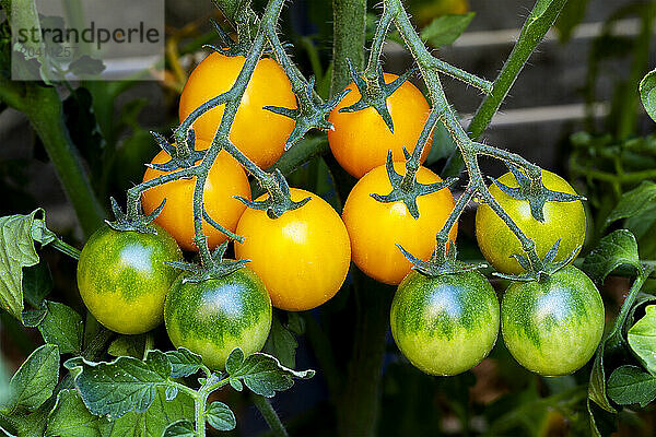 Close up of ripening golden yellow cherry tomatoes on the vine