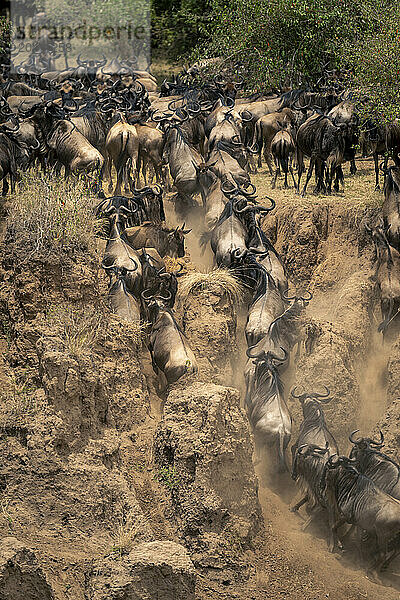 Blue wildebeest rushing up steep sandy gully