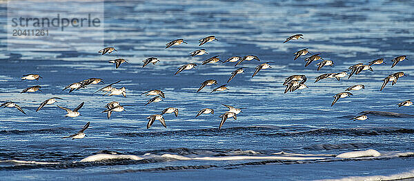 A flock of Sandreling seabirds in flight over the beach and waves at the beach at Cape Disappointment State Park near the mouth of the Columbia River  Washington State.