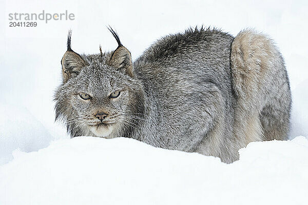 Canadian Lynx in the snow along the roadways of the Yukon.